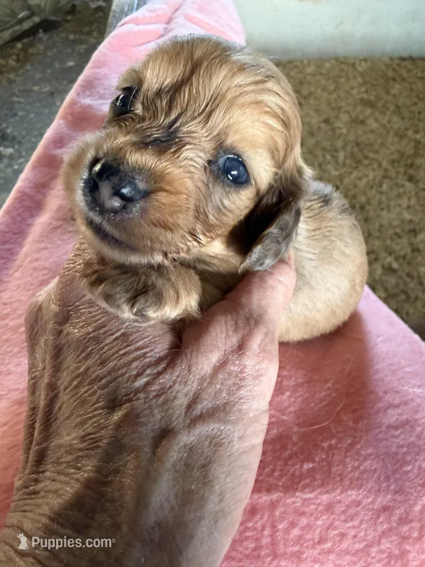 Rhonda – Miniature Dachshund puppy for sale in Trenton, NJ