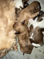 Rhonda, a female Miniature Dachshund for sale in Trenton, NJ – Photo 2 of 7