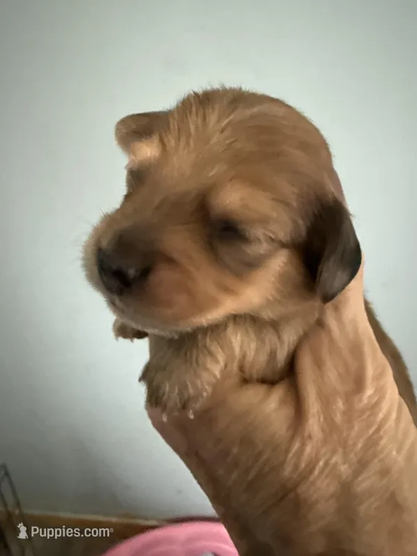 Rhonda – Miniature Dachshund puppy for sale in Trenton, NJ