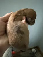 Rhonda, a female Miniature Dachshund for sale in Trenton, NJ – Photo 6 of 7