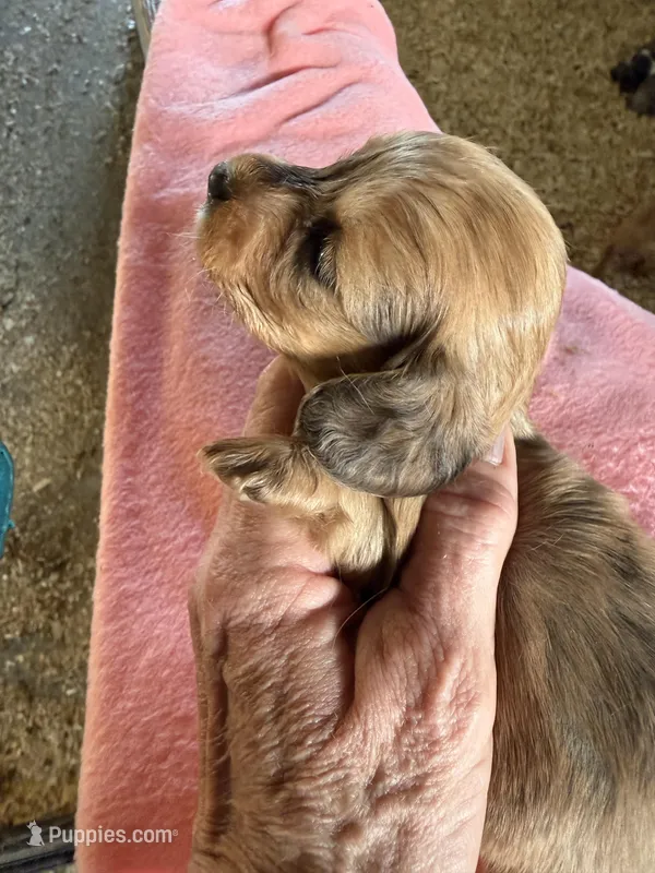 Rhonda – Miniature Dachshund puppy for sale in Trenton, NJ
