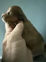 Rhonda, a female Miniature Dachshund for sale in Trenton, NJ – Photo 4 of 7