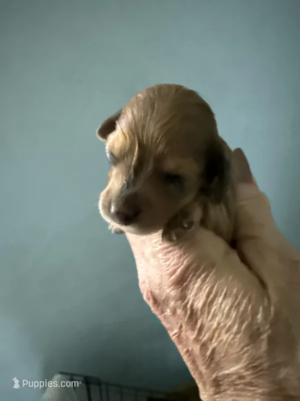 Rhonda – Miniature Dachshund puppy for sale in Trenton, NJ