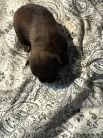 Lucia , a female Brussels Griffon for sale in Trenton, NJ – Photo 3 of 9