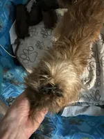 Lucia , a female Brussels Griffon for sale in Trenton, NJ – Photo 9 of 9