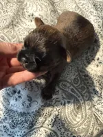 Lucia , a female Brussels Griffon for sale in Trenton, NJ – Photo 4 of 9