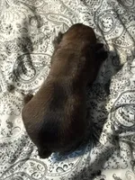 Lucia , a female Brussels Griffon for sale in Trenton, NJ – Photo 7 of 9