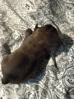 Lucia , a female Brussels Griffon for sale in Trenton, NJ – Photo 2 of 9