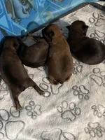 Lucia , a female Brussels Griffon for sale in Trenton, NJ – Photo 8 of 9