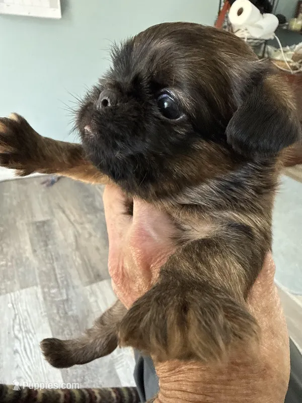 Lucia  – Brussels Griffon puppy for sale in Trenton, NJ