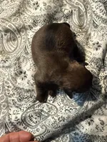 Lucia , a female Brussels Griffon for sale in Trenton, NJ – Photo 1 of 9