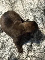 Lucia , a female Brussels Griffon for sale in Trenton, NJ – Photo 6 of 9