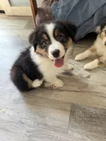 Esme, a female Australian Shepherd for sale in Trenton, NJ – 5 of 10