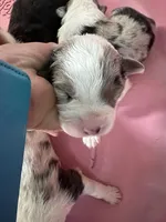 Gigi, sold, a female Australian Shepherd for sale in Trenton, NJ – Photo 4 of 10