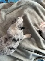 Gigi, sold, a female Australian Shepherd for sale in Trenton, NJ – Photo 2 of 10