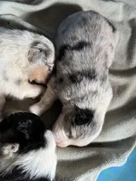 Gigi, sold, a female Australian Shepherd for sale in Trenton, NJ – Photo 5 of 10