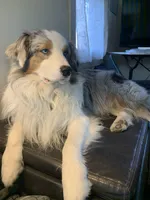 Gigi, sold, a female Australian Shepherd for sale in Trenton, NJ – Photo 9 of 10