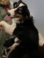 Gigi, sold, a female Australian Shepherd for sale in Trenton, NJ – Photo 8 of 10