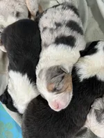 Gigi, sold, a female Australian Shepherd for sale in Trenton, NJ – Photo 10 of 10