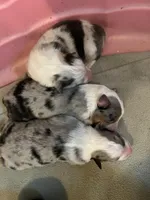 Gigi, sold, a female Australian Shepherd for sale in Trenton, NJ – Photo 7 of 10