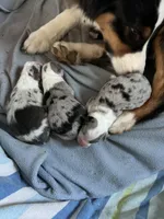 Gigi, sold, a female Australian Shepherd for sale in Trenton, NJ – Photo 6 of 10