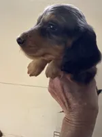 Robert, a male Miniature Dachshund for sale in Trenton, NJ – 10 of 10