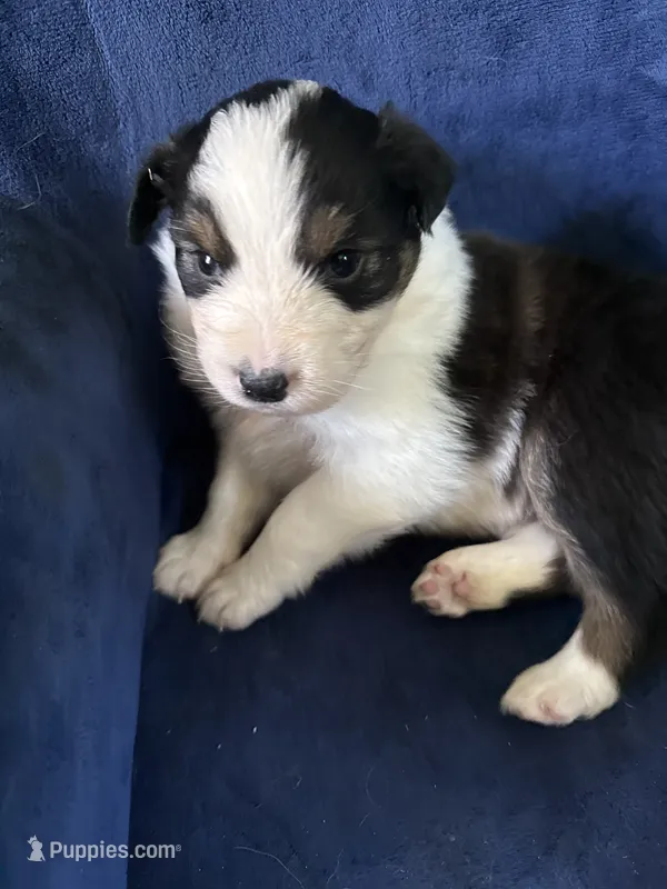 Addie – Australian Shepherd puppy for sale in Trenton, NJ