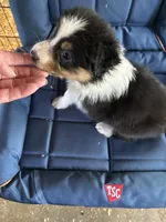 Alan, a male Australian Shepherd for sale in Trenton, NJ – 4 of 4