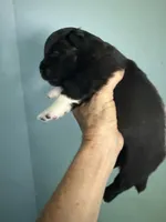 Pixie, a female Schipperke and Pembroke Welsh Corgi for sale in Trenton, NJ – 6 of 6