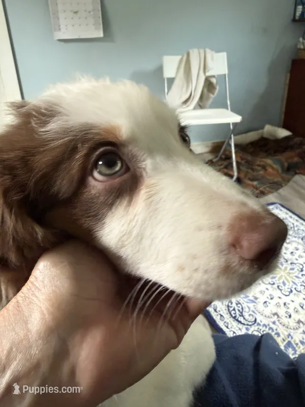 Bonnie – Australian Shepherd puppy for sale in Trenton, NJ