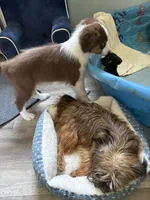 Arthur, a male Australian Shepherd for sale in Trenton, NJ – 6 of 9