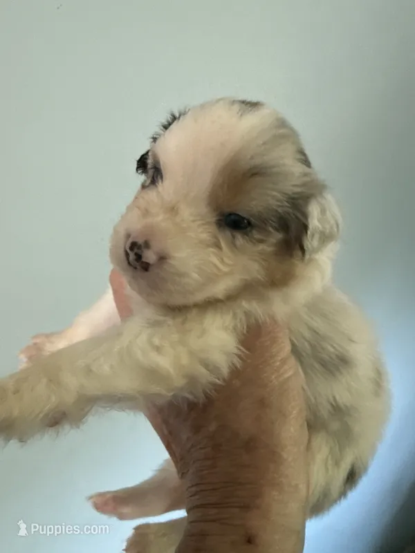 Arlene – Australian Shepherd puppy for sale in Trenton, NJ