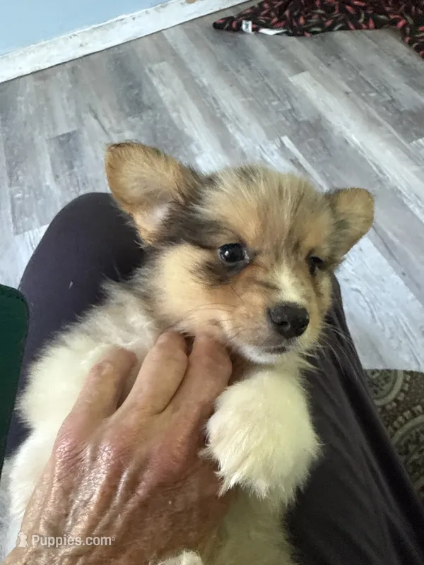 Wexford – Pembroke Welsh Corgi puppy for sale in Trenton, NJ