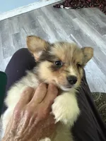 Wexford, a male Pembroke Welsh Corgi for sale in Trenton, NJ – 1 of 6