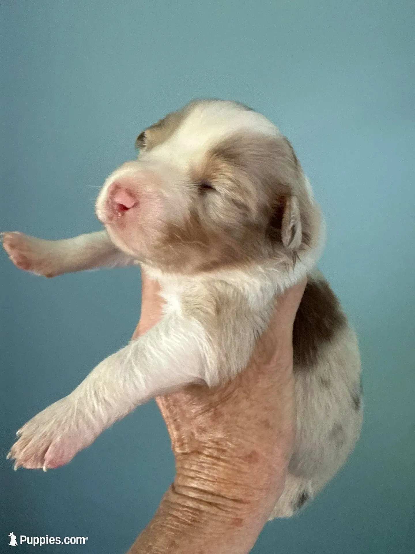 Atlas, a male Australian Shepherd for sale in Trenton, NJ – 8 of 10