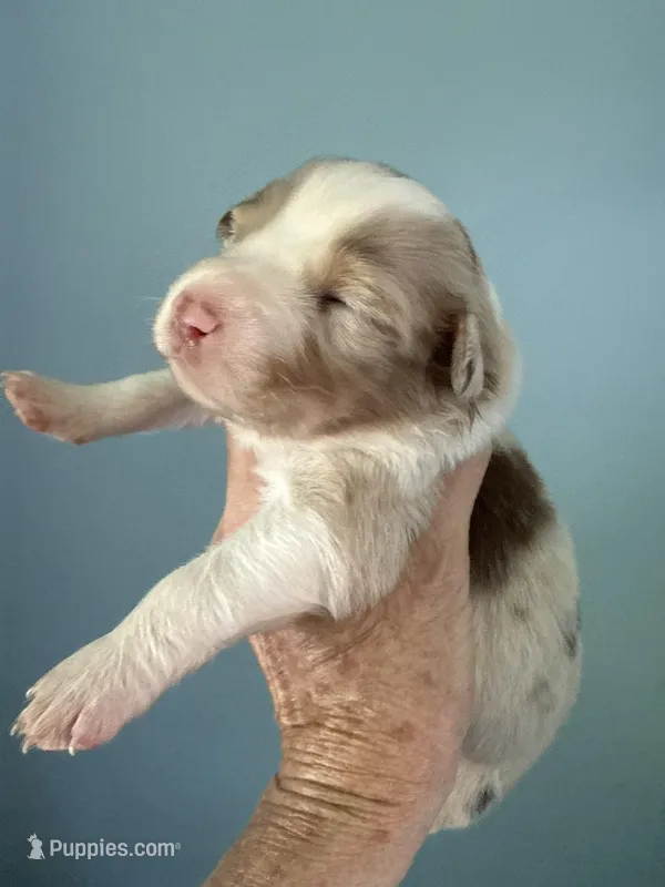 Atlas, a male Australian Shepherd for sale in Trenton, NJ – 1 of 3