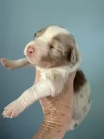 Atlas, a male Australian Shepherd for sale in Trenton, NJ – 1 of 3