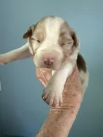 Atlas, a male Australian Shepherd for sale in Trenton, NJ – 3 of 3
