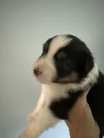Esme, a female Australian Shepherd for sale in Trenton, NJ – 4 of 8