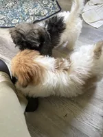 Joann, a female Havanese for sale in Trenton, NJ – 3 of 10