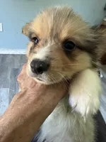 Wexford, a male Pembroke Welsh Corgi for sale in Trenton, NJ – 4 of 6