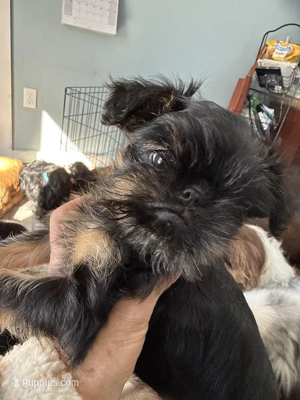 Darcy – Brussels Griffon puppy for sale in Trenton, NJ