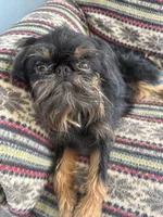 Darcy, a female Brussels Griffon for sale in Trenton, NJ – Photo 5 of 5