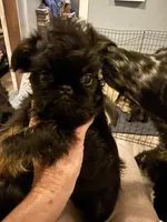 Darcy, a female Brussels Griffon for sale in Trenton, NJ – Photo 2 of 5