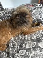 Darcy, a female Brussels Griffon for sale in Trenton, NJ – Photo 4 of 5