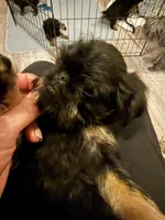 Darcy, a female Brussels Griffon for sale in Trenton, NJ – Photo 3 of 5