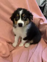 Alan, a male Australian Shepherd for sale in Trenton, NJ – 3 of 7