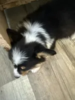 Wendy, a female Pembroke Welsh Corgi for sale in Trenton, NJ – 4 of 10