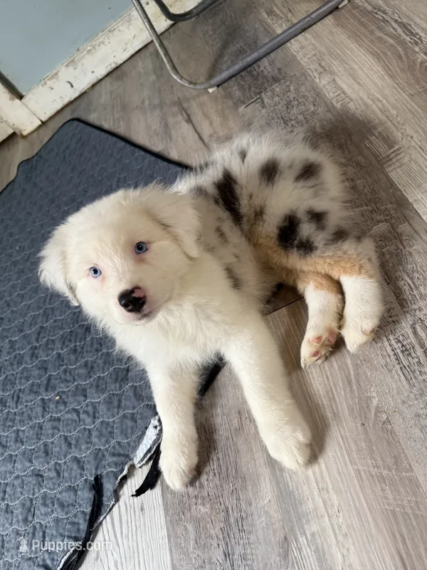 Elaine – Australian Shepherd puppy for sale in Trenton, NJ