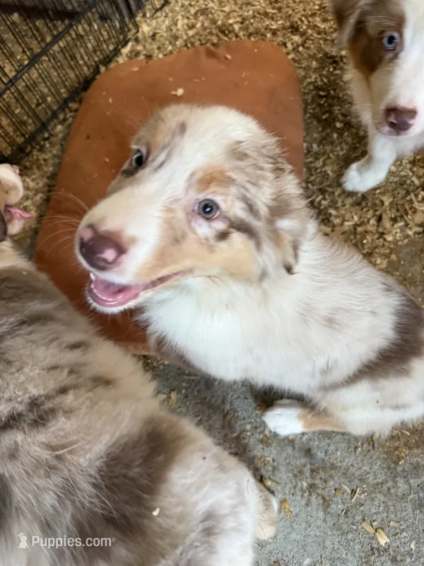 Abner – Australian Shepherd puppy for sale in Trenton, NJ